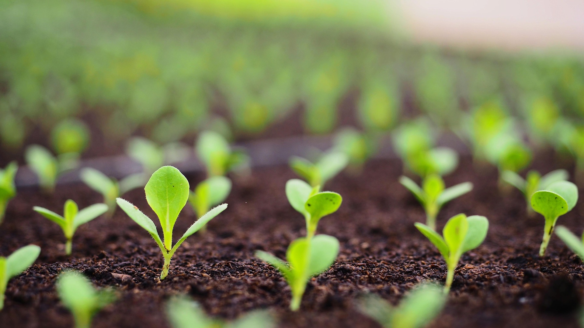 Growth Track – Lighthouse Church